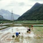 池上稻田與山脈景色，展現台灣農業與自然美。.