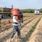 外勞辛勤採收蔬菜農場農作物.