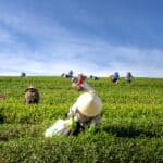 茶園勞動工作者採摘茶葉，展現亞洲外勞在全球茶葉產業中的重要角色。.