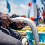 道 career 團 21世紀全球外勞集團 海外工作 外國勞工 漁業 勤勞漁民Exploring offshore fishing with 21世紀全球外勞集團's dedicated foreign workers at sea.