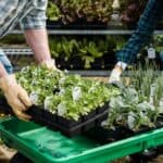 栽種蔬菜的外勞工人在花園中忙碌植栽，展現多元文化合作。.