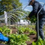 綠色蔬菜採收，外國勞工在溫室裡工作，展示台灣外勞就業實況。.