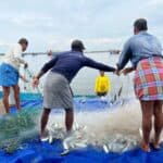 高雄漁民在碼頭上捕魚，展現台灣外勞集團多元海產捕撈合作。.