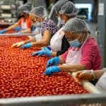 番茄分拣工人在食品加工工廠工作,展現21世紀全球外勞集團多元國籍與辛勤勞動。.