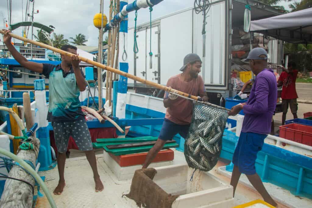 釣魚漁業外勞在漁船上捕撈魚類，展現專業的海洋工作技能。.