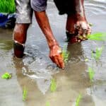 稻田插秧農民工作畫面，展現台灣外勞與農業合作，促進經濟發展與農業生產力。.