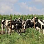 牛群在田野放牧，展現農業與畜牧業的和諧景象，適合21世紀全球外勞集團相關農業和畜牧工作。.