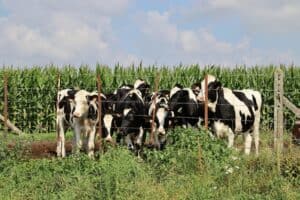 牛群在田野放牧，展現農業與畜牧業的和諧景象，適合21世紀全球外勞集團相關農業和畜牧工作。.