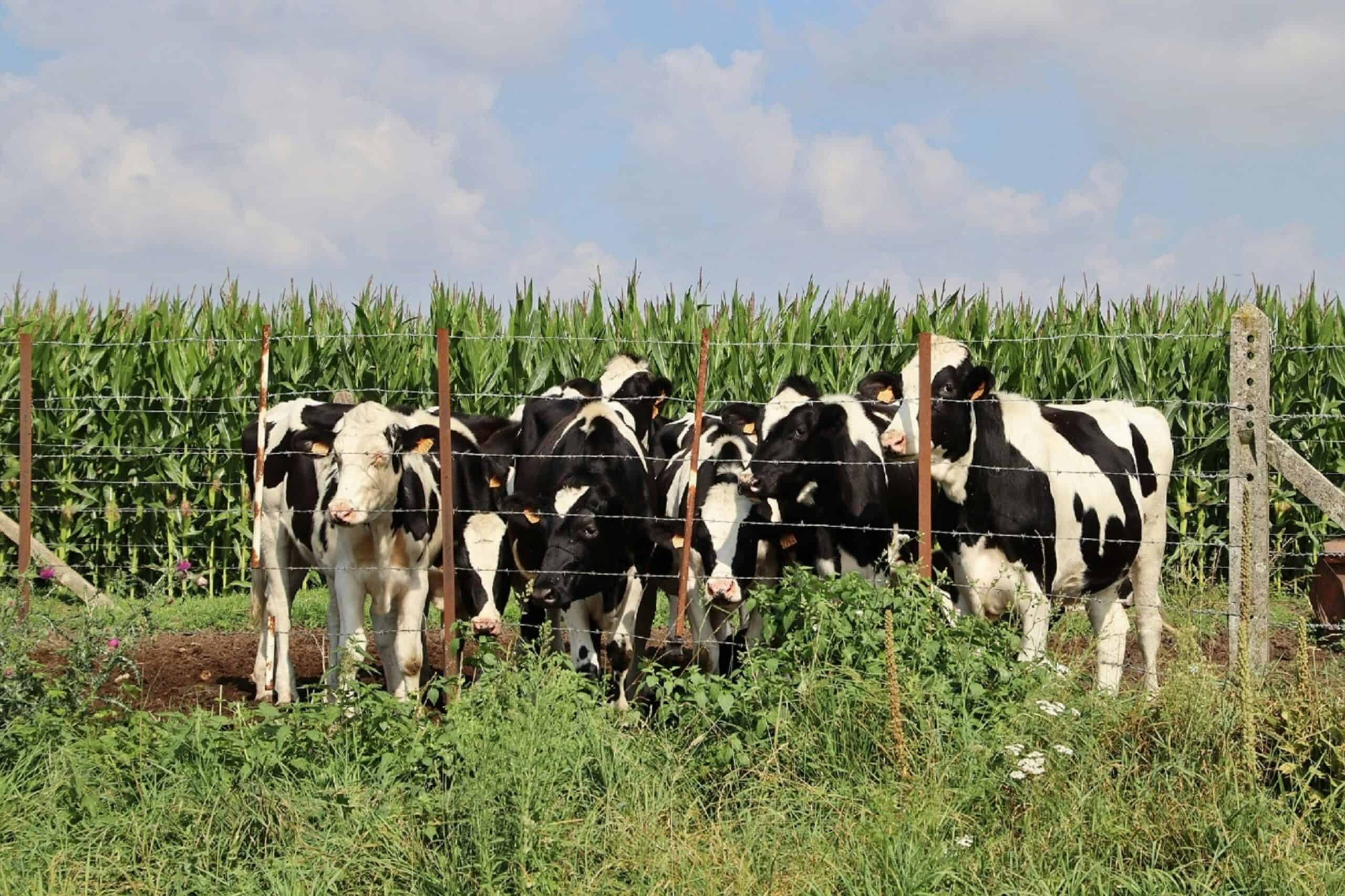 牛群在田野放牧，展現農業與畜牧業的和諧景象，適合21世紀全球外勞集團相關農業和畜牧工作。.