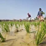 稻田插秧，東南亞外勞勞動，促進台灣農業發展，2021世紀全球外勞集團相關圖片。.