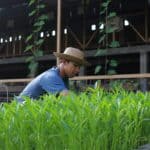 專業外勞在台灣農場採摘綠色作物.