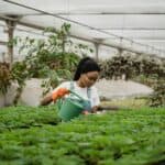 綠色植物，外籍勞工在台灣園藝工廠工作，支持外勞集團、國際人力資源。.