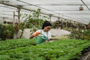 綠色植物，外籍勞工在台灣園藝工廠工作，支持外勞集團、國際人力資源。.