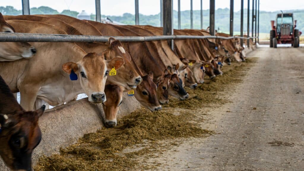 牛群在農場吃草，展示台灣農業和畜牧業的現代化管理。.