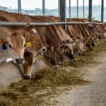 牛群在農場吃草，展示台灣農業和畜牧業的現代化管理。.