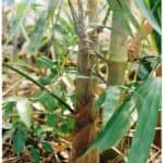 稻田裡的竹子與青草，展現台灣農業多樣性與外籍勞工的辛勤付出。.