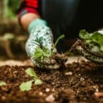 綠色蔬菜栽培，專注於促進健康與可持續發展的農業實踐，展現21世紀全球外勞集團在農業領域的專業與奮力耕作。.