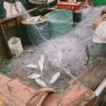 捕魚作業中的漁民在船上捕撈魚群，展示海上漁業的實際操作與捕撈技術。.