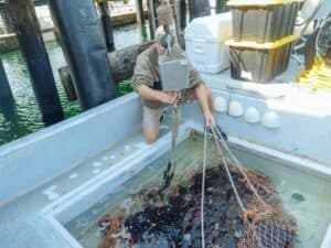 鱷魚捕撈作業，外勞在台灣釣魚漁業現場操作捕獲鱷魚，加強海洋捕撈與水產業工作服務，展現專業技能。.