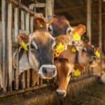 牛群在農場內躺在飼養區，展示台灣外勞專業照顧肉牛養殖的場景。.