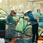 多國外勞在漁港工廠處理和整理海產品，展現多元化的國際勞動力合作場景。.